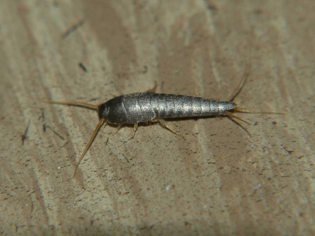 Pesciolino d'argento - Lepisma saccharina Linnaeus